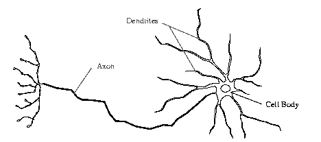 Schematische Darstellung einer Nervenzelle