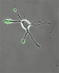 Animation einer Nervenzelle