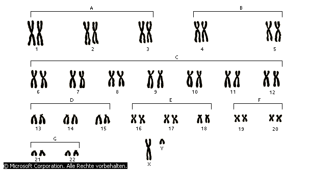 Die 22 Chromosomenpaare und 2 geschlechtsgebundenen Chromosomen des Menschen