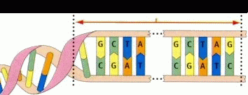 Schematische Darstellung eines Gens in der DNS