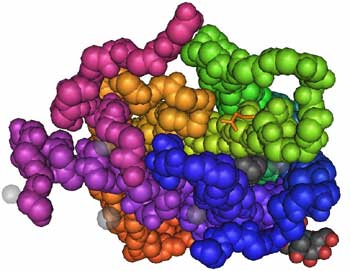 Modell vom Serotonin 2a-Rezeptor (© Universität Zürich, Abteilung für psychiatrische Forschung)