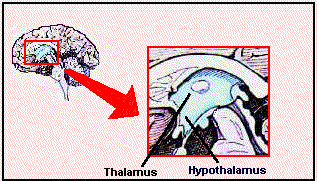Lage des Hypothalamus